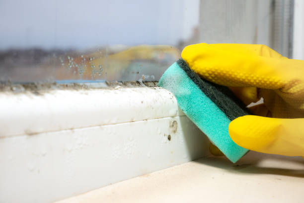 Best Toxic Mold Removal  in Lanett, AL